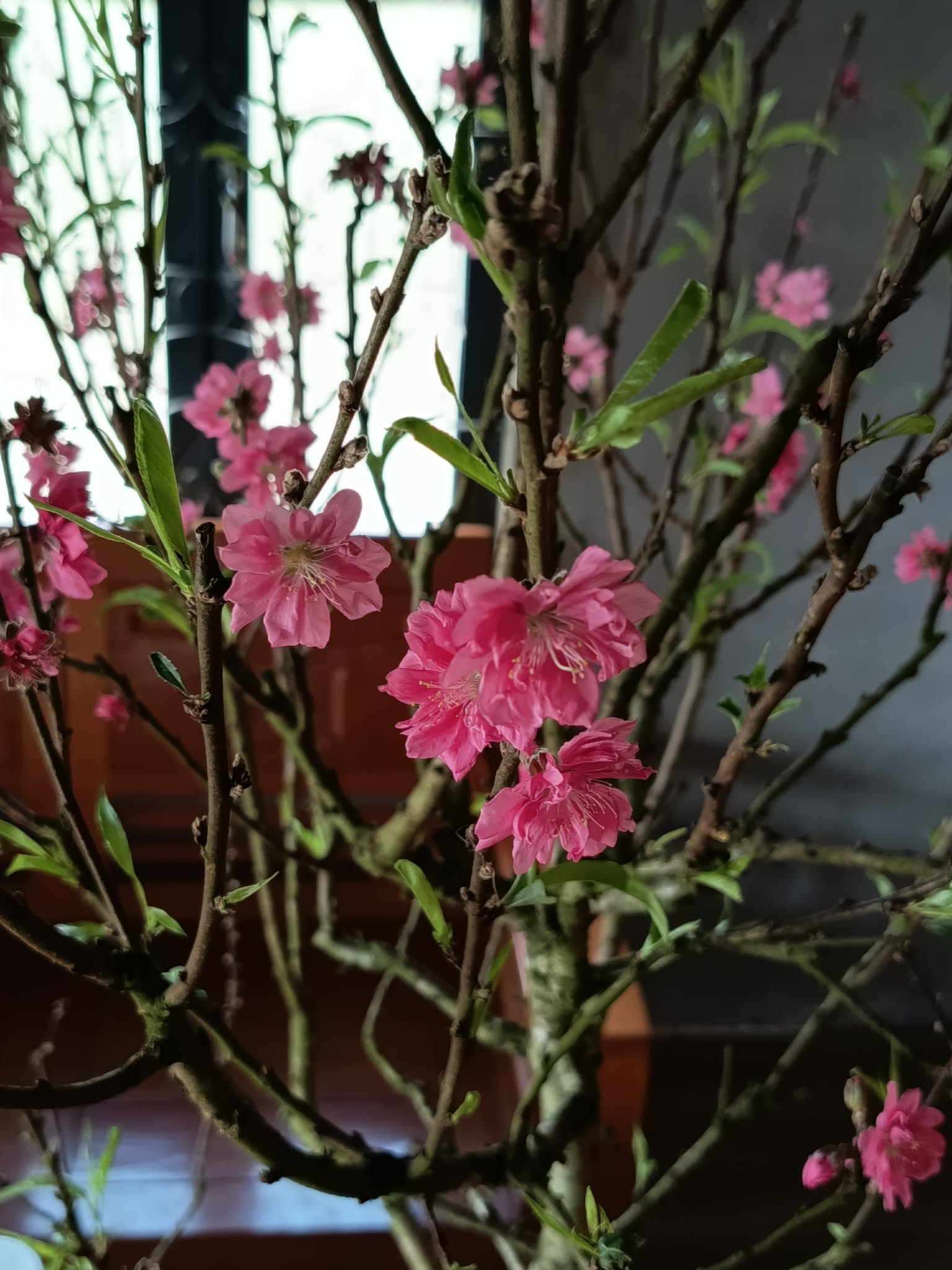 Cành đào Tết đặc trưng Tây Nguyên