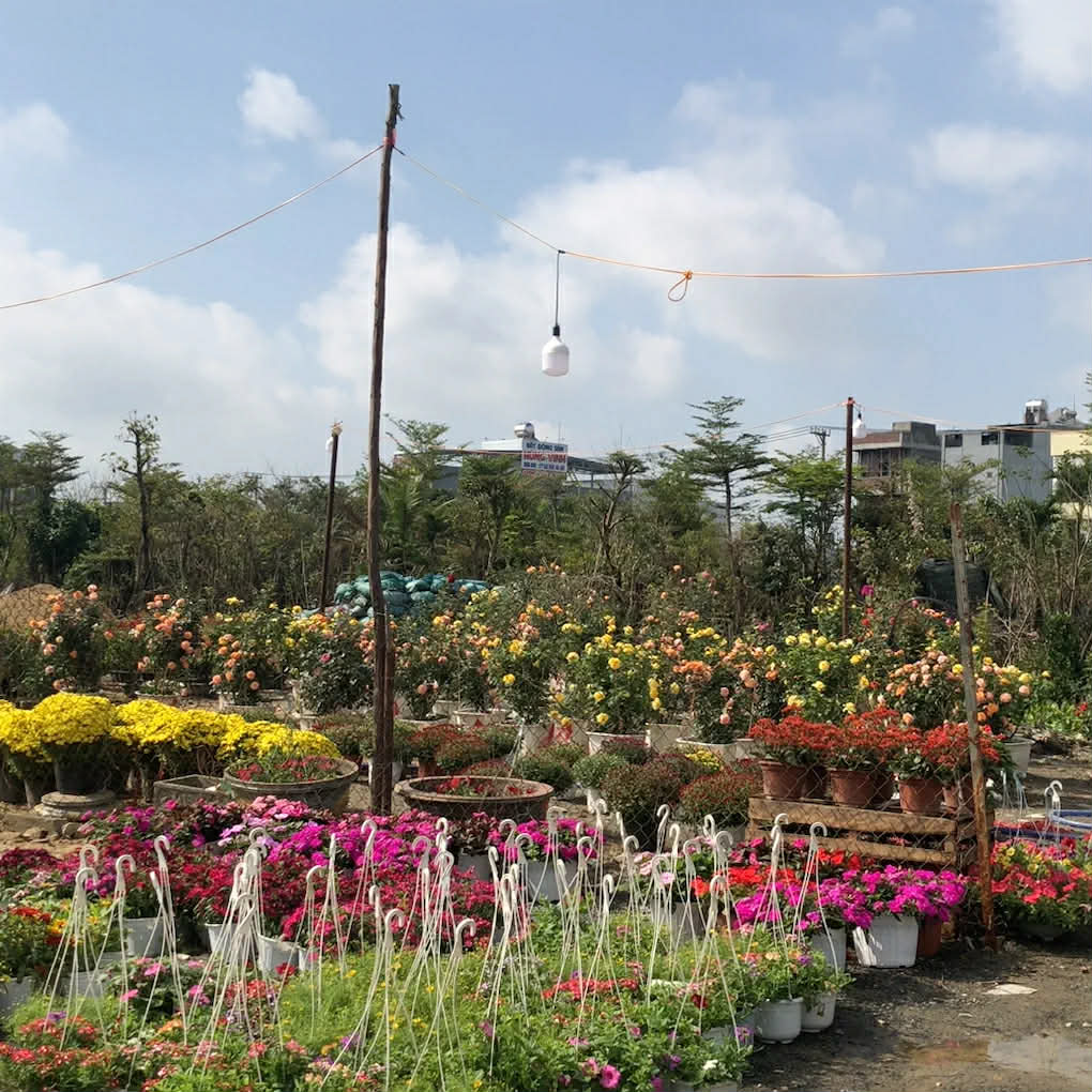 Chợ hoa Tết Buôn Ma Thuột