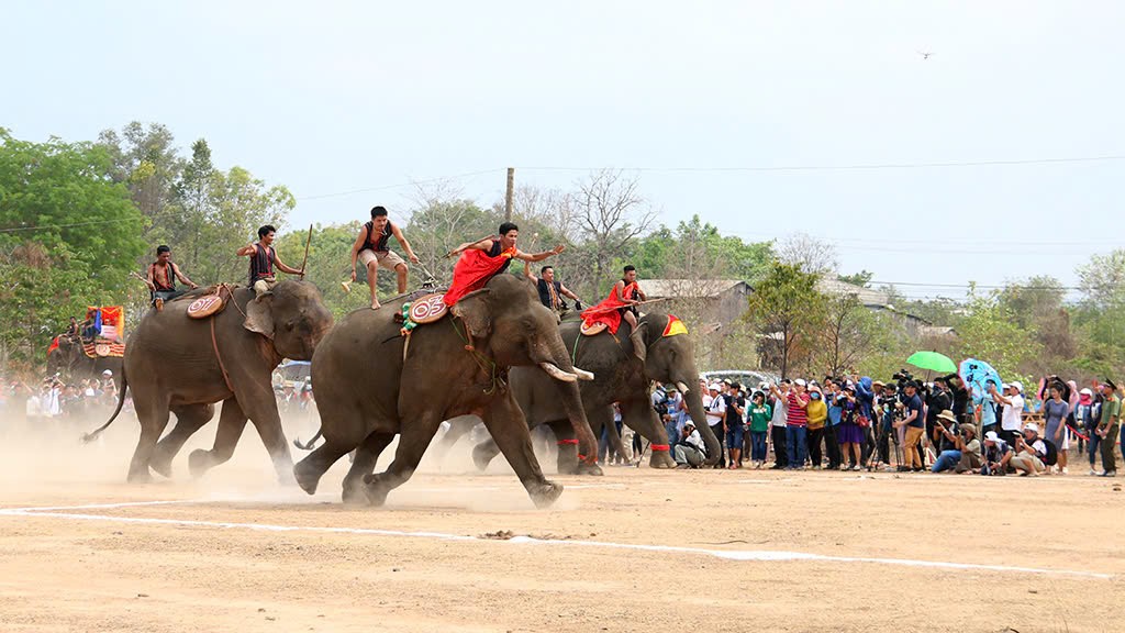 Cưỡi voi Buôn Đôn dịp Tết