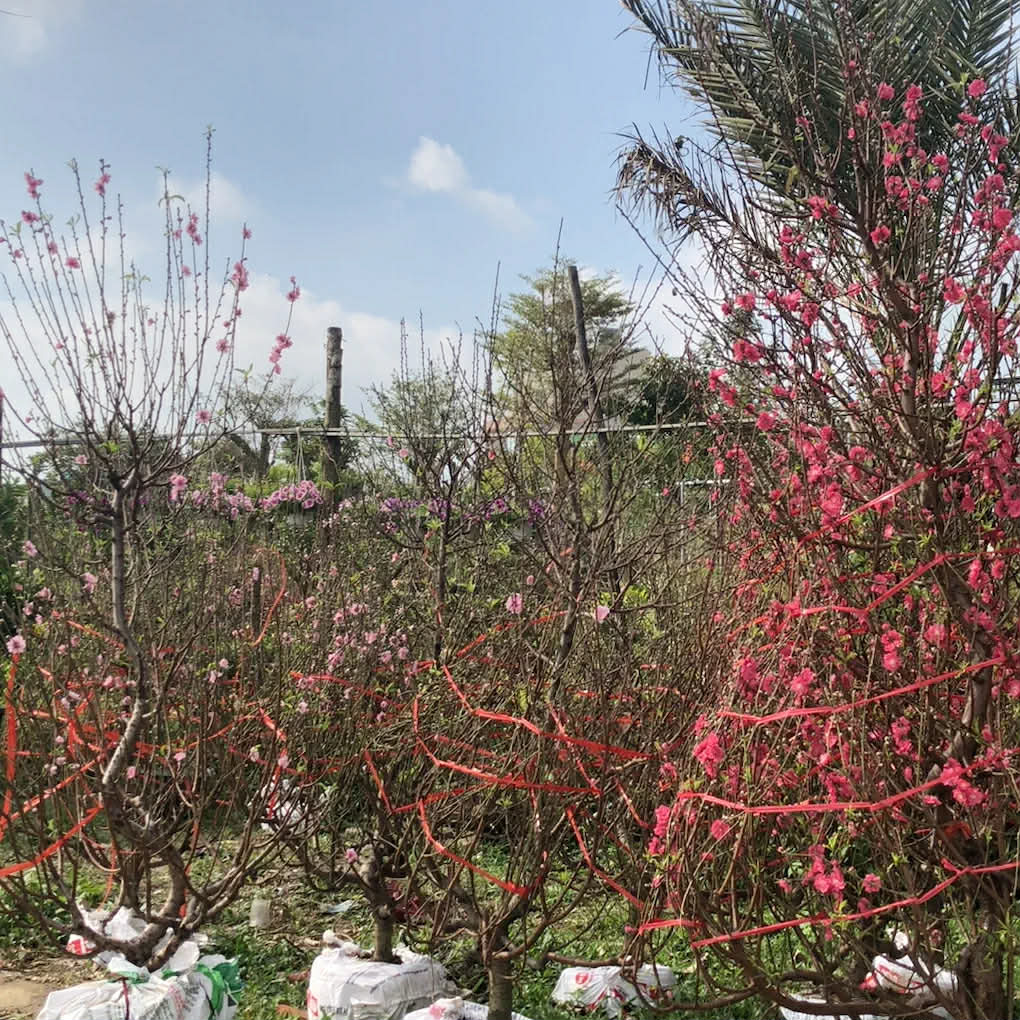 Quảng trường Buôn Ma Thuột sáng mùng 1 Tết